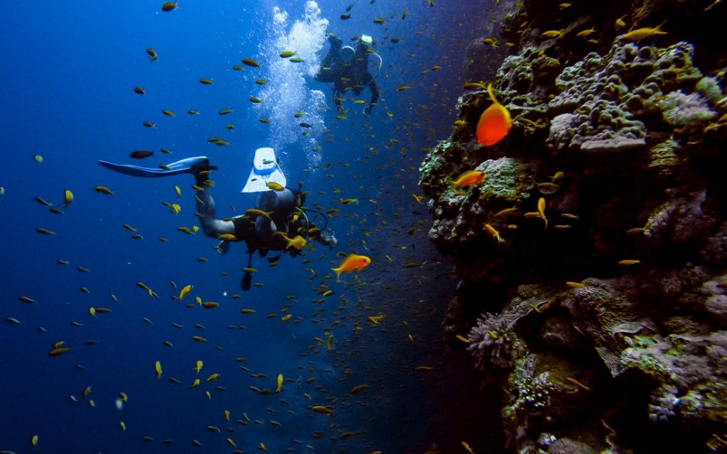 Papua Diving