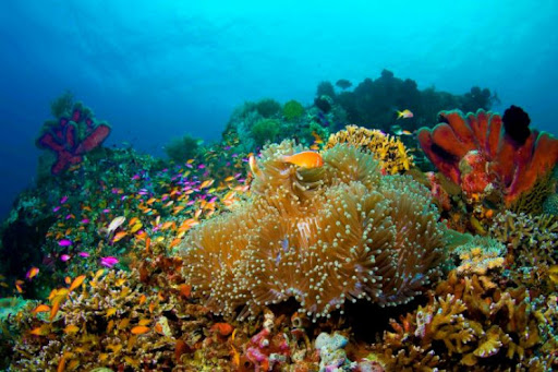 papua diving - selat dampier 