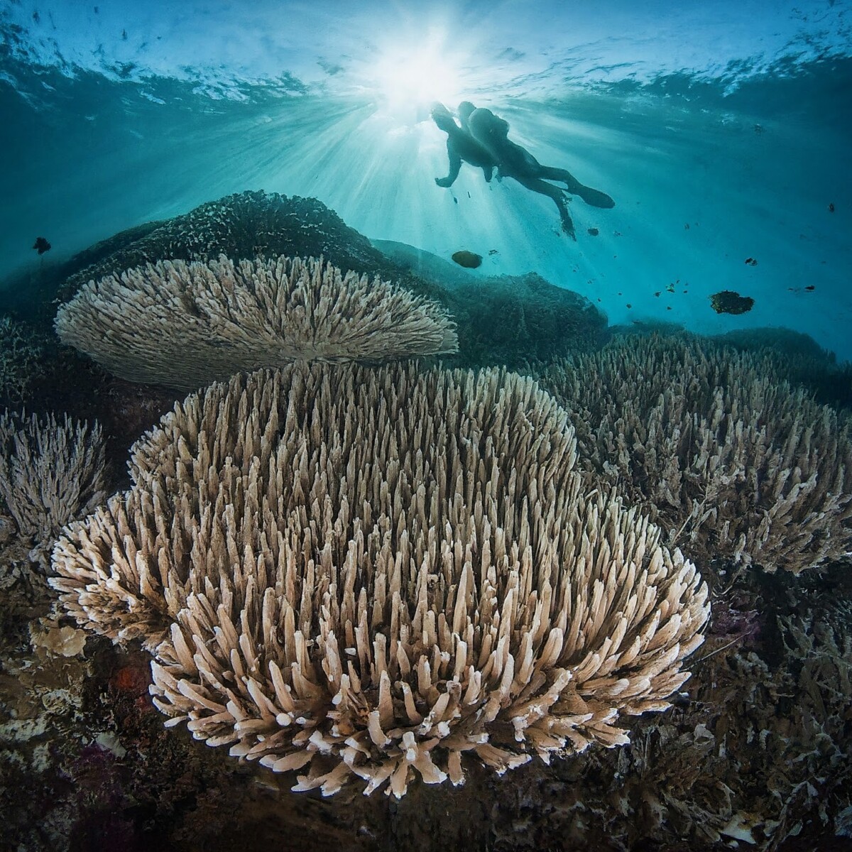 From Beginner to Pro: Diving Courses and Certification in Komodo
