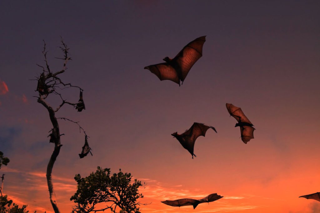 Kalong Island Guide to Komodo’s Sunset Bat Spectacle